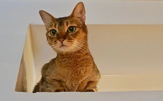 宠物猫尿不下来怎么办