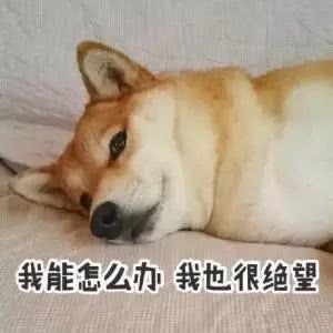 不愿动的宠物狗怎么办
