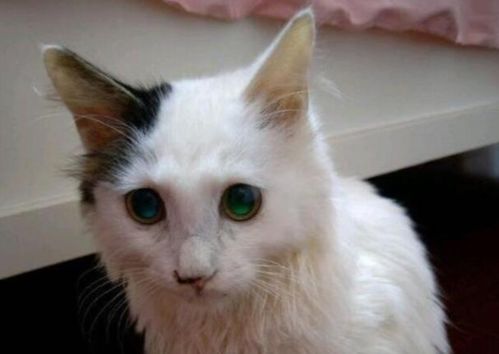 捡到宠物猫应该怎么处理