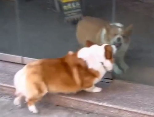 养宠物狗吵架会怎么样吗