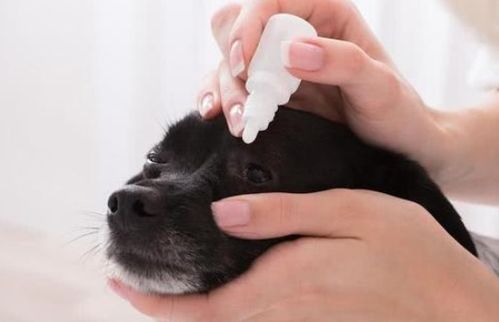怎么让宠物狗滴眼药水