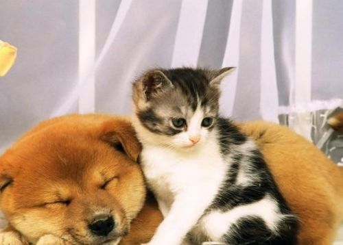 闪电猫宠物猫怎么养好看