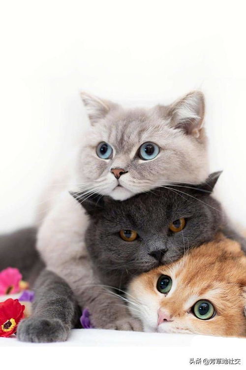 朋友圈背景怎么养宠物猫
