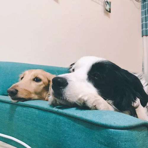 帮老板淘宠物狗怎么说话