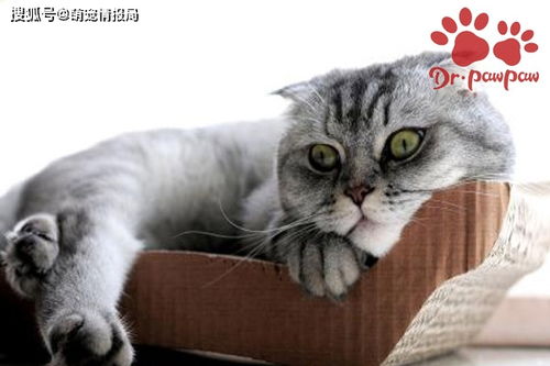 宠物猫怎么养能防病