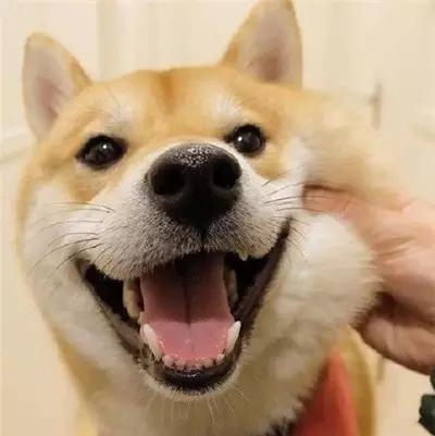 宠物狗没有味道吗怎么办