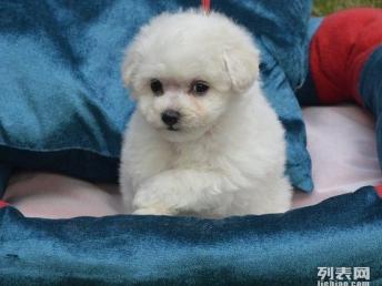 小静家养宠物狗怎么样啊