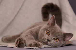 怎么清理宠物猫的毛发