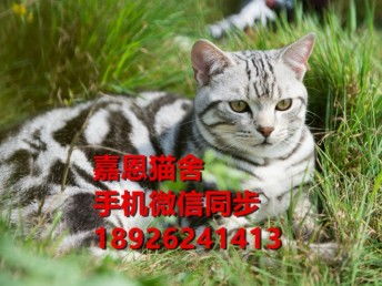 美国宠物猫怎么卖