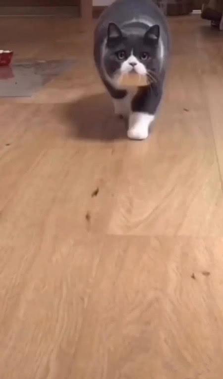气质型宠物猫怎么养