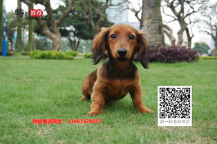 腊肠犬价格多少钱