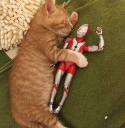 宠物猫走路怎么拍照