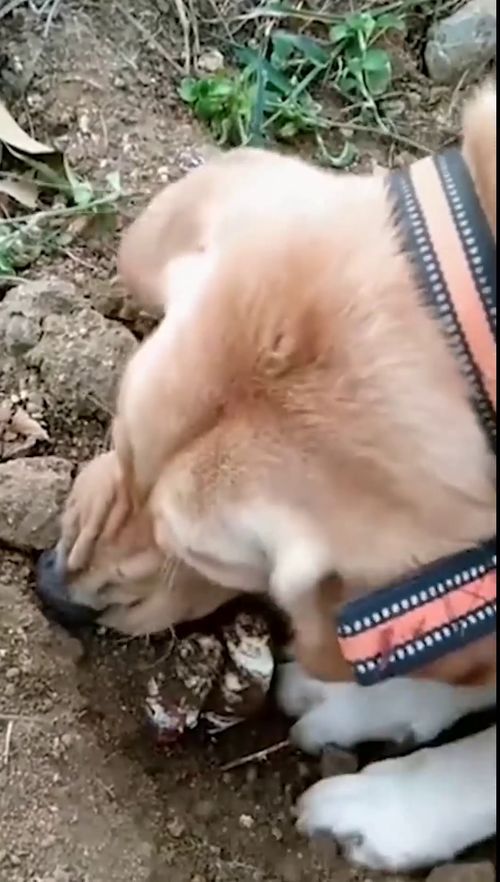 宠物狗被迫打工怎么办啊