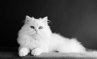 老人怎么陪护宠物猫呢