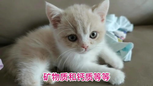 宠物猫怎么断奶