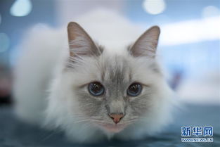 宠物猫拍摄内容怎么写