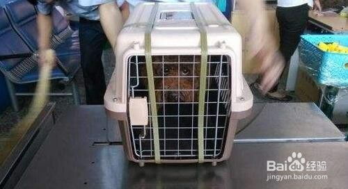 托运宠物猫笼子怎么处理
