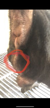 宠物狗肛门有个包是怎么