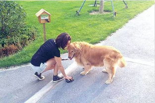 在路边看到宠物狗怎么办