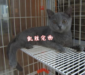 英国蓝猫多少钱一只
