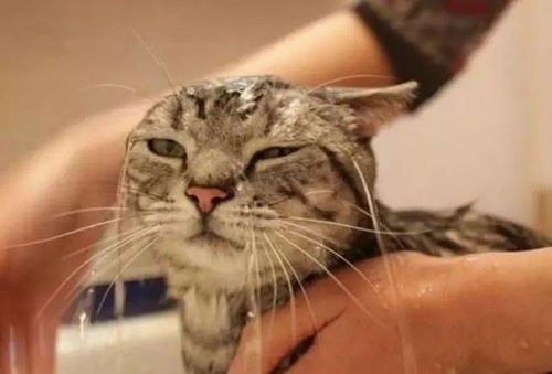宠物猫皮肤怎么获得