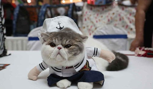 怎么买夏日宠物猫