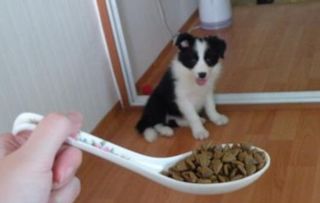 宠物狗吃剩菜饭怎么办
