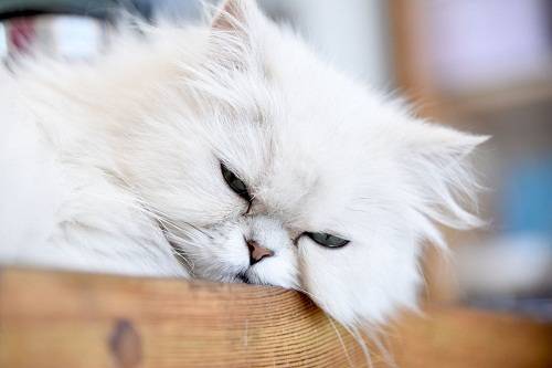 宠物猫耳朵里有血怎么办