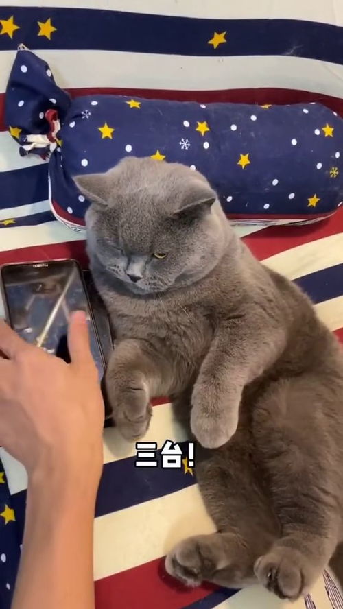 教你怎么买宠物猫