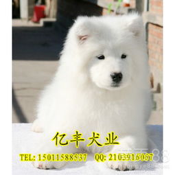 萨摩犬多少钱一只
