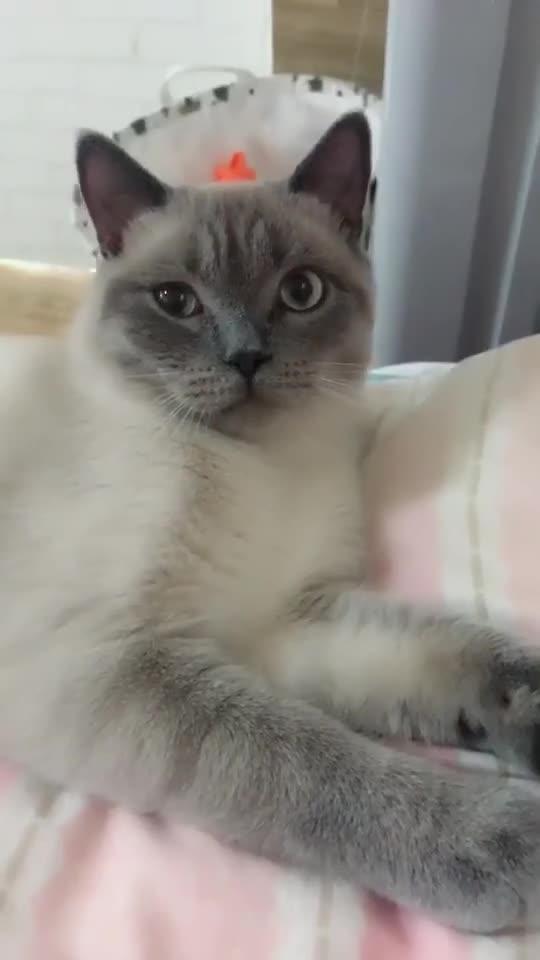 宠物猫怎么配合
