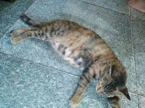 宠物猫怎么受孕成功