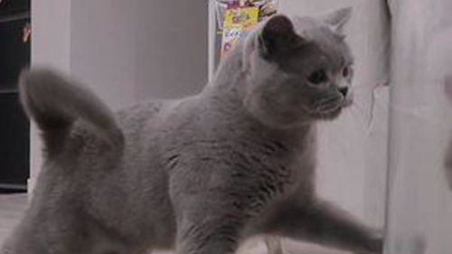 宠物猫怎么养不应激