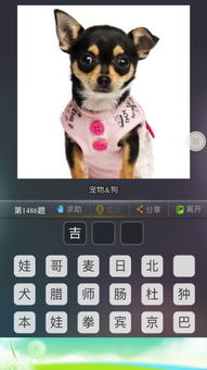 三只宠物狗名字怎么取的