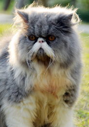 清新口气宠物猫怎么养