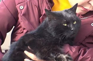 流浪猫讨好宠物狗怎么办
