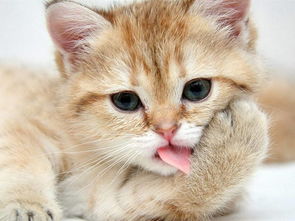 怎么养多个宠物猫