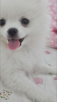 小博美吃多少狗粮