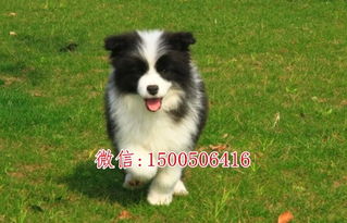 边牧狗狗多少钱一只