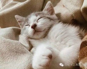 吉祥飞机怎么托运宠物猫