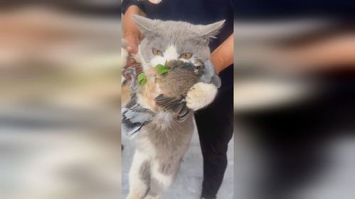 宠物猫抓鸟不吃食怎么办
