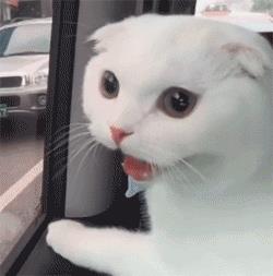 出门怎么带宠物猫坐车