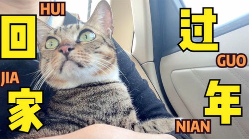 宠物猫怎么回家过年的