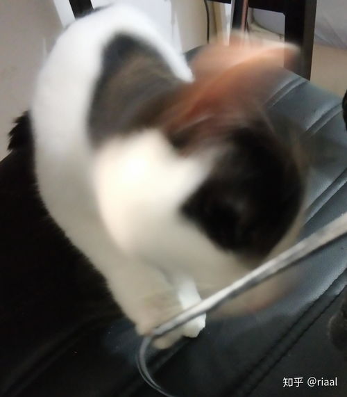 怎么给宠物猫戴牵引绳呢