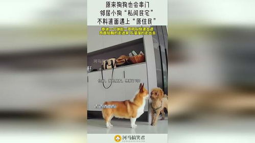 宠物狗私闯民宅怎么办