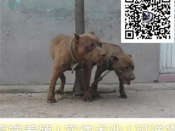 比特犬纯种多少钱