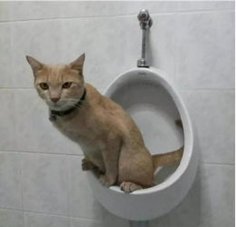 宠物猫怎么拉尿排便