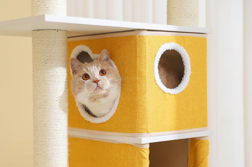 宠物猫爬架气味大怎么办