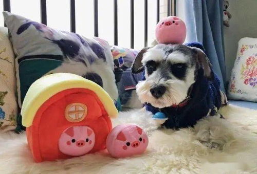 给小狗怎么做宠物狗玩具