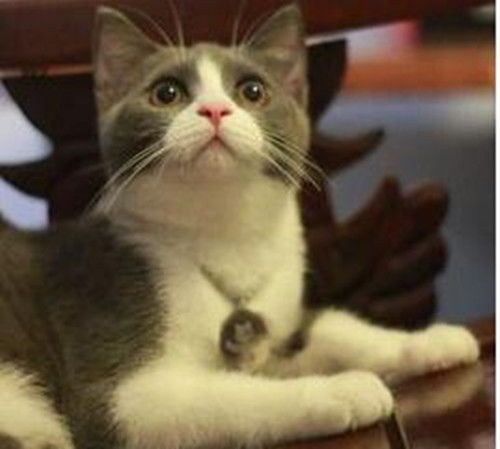 宠物猫肥大心肌炎怎么治